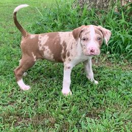 Light green collar male - Red merle male Catahoula Leopard Dog puppy in Gadsden, Alabama from Rich Cat’s
