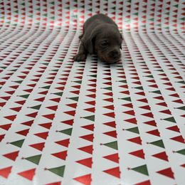 Present - Blue and tan female Dachshund puppy in Porterville, California from Desert Dynasty