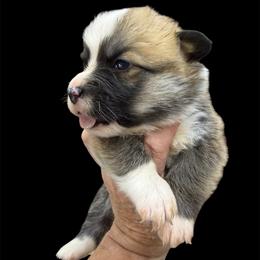 Boy 1 - Red male Pembroke Welsh Corgi puppy in Moulton, Alabama from Reed's Pembroke Corgi Welsh