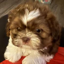 Snuggles - Liver and white male Shih Tzu puppy in Marshfield, Missouri from Hillside Loop Kennel LLC