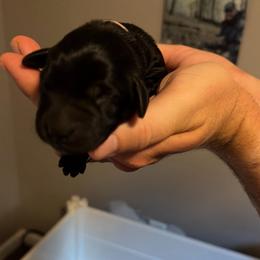 Purple female - Black female Labrador Retriever puppy in Talking Rock, Georgia from Bethel Woods Kennels