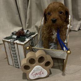 Willy-Blue Collar - Brown male Cavapoo puppy in Ferndale, Washington from Cavakennels.pnw