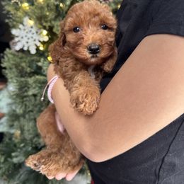 Holly - Red  female Goldendoodle puppy in Rush, New York from Care Bear Puppies
