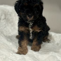 French Bulldog, Poodle, and Yorkshire Terrier All Grown Up from Taste Of Flavor LLC