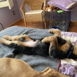 Airedale Terrier puppies from Stillwaters Airedales