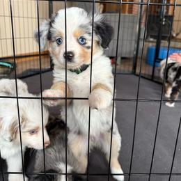 Leia - Blue merle female Miniature Australian Shepherd puppy in Westminster, New Hampshire from Smokin Gun Aussies