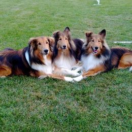 Shetland Sheepdogs from Rivertree K9s