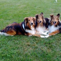 Shetland Sheepdogs from Rivertree K9s