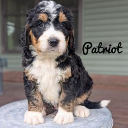 Boy 1 - Tri-color male Bernedoodle puppy in Lancaster, Minnesota from Richardville Hunde