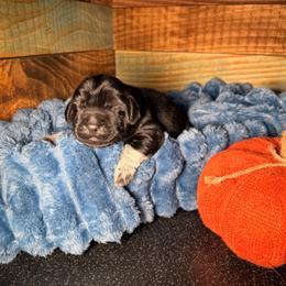 Two - Black female Newfoundland puppy in Tully, New York from Bear Paw Newfoundlands