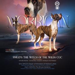 Morrigan - Great Dane