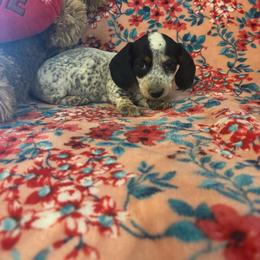 Girl 3 - Piebald female Dachshund puppy in Stilwell, Oklahoma from Bidding Creek Dachshunds