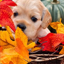 Pancake - Buff male Cocker Spaniel puppy in Greers Ferry, Arkansas from Lake Area Cuddly Cockers