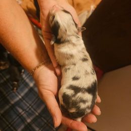 Earl Grey - Blue merle male Australian Shepherd puppy in California from Skiba Aussies