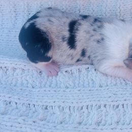Jet - Blue merle male Miniature Australian Shepherd puppy in Louisville, Mississippi from Kristy’s Kennels