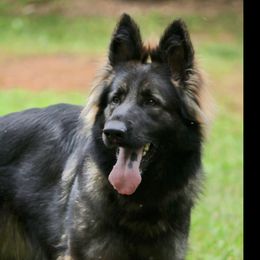 Luna - German Shepherd