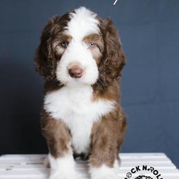 Daphne Bridgerton - Brown and white female Sheepadoodle puppy in Edmond, Oklahoma from Rock N Roll Doodles