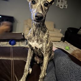 Poodle and Whippet All Grown Up from Charleston Reds Standard Poodles and Whippets