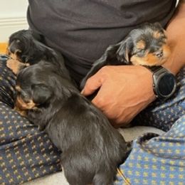 Silky Terrier and Yorkshire Terrier Puppies from Andre's Yorkshire Terriers