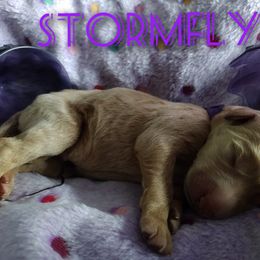 Girl 2 - Apricot Assorted Doodle Crosses puppy in Havelock, North Carolina from Pupsaddlife
