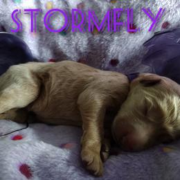 Girl 2 - Apricot Assorted Doodle Crosses puppy in Havelock, North Carolina from Pupsaddlife