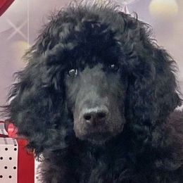 Orange - Black Poodle puppy in Louisville, Kentucky from Borealis Poodles