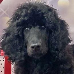Orange - Black Poodle puppy in Louisville, Kentucky from Borealis Poodles
