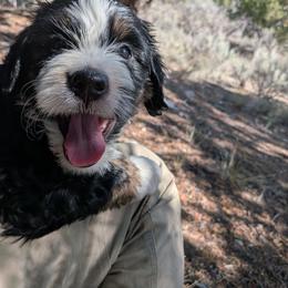 Luna Lovegood - Tri-color female Bernedoodle puppy in Indianola, Utah from Little Bear Bernedoodles