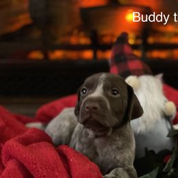 Buddy The Elf - German Shorthaired Pointer puppy in Weeki Wachee, Florida from River Ridge GSP