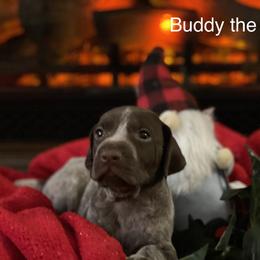 Buddy The Elf - German Shorthaired Pointer puppy in Weeki Wachee, Florida from River Ridge GSP