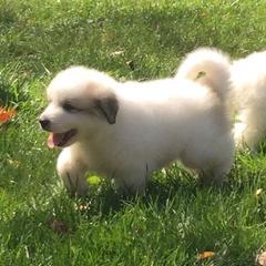 Great Pyrenees Puppies from Judith Cooper’s Great Pyrenees