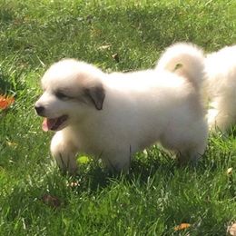 Great Pyrenees Puppies from Judith Cooper’s Great Pyrenees