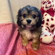 Jeanette - Sable and white Cavachon puppy in Hudson, Massachusetts from Lindsey's Waggingtails Cavachons