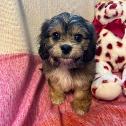 Jeanette - Sable and white Cavachon puppy in Hudson, Massachusetts from Lindsey's Waggingtails Cavachons