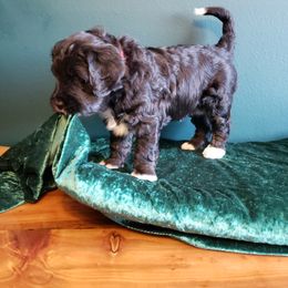 Bernedoodle Puppies from Badlands Bernedoodles