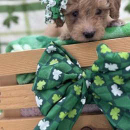 Indie - Apricot female Goldendoodle puppy in Rising Sun, Indiana from Ruby Lane Doodles