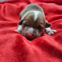 Charming (bluie Sable) - Blue male Pembroke Welsh Corgi puppy in Washington from Castle View Royal Rumps