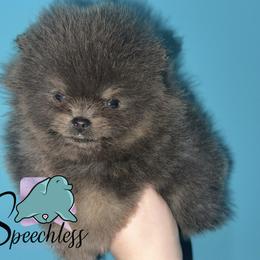 Stripe - Blue and tan male Pomeranian puppy in Perry County, Ohio from Speechless Pom’s