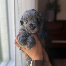 The Rookie - Merle male Bernedoodle puppy in Benton, Arkansas from Cozy Creek Doodles