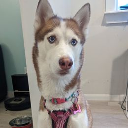Kona - Siberian Husky