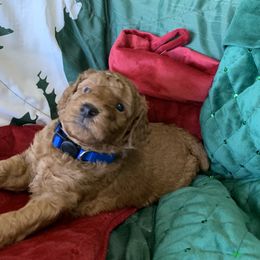 Boy 1 - male Poodle puppy in from Beltane Bonnies