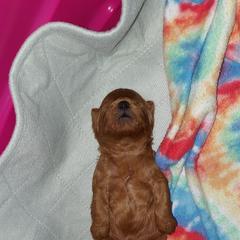 Cavapoo Puppies from Peach's Pittsburgh Cavapoos