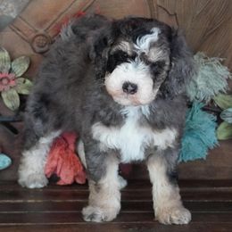 Boy 3 - Blue merle male Aussiedoodle puppy in Lawton, Oklahoma from Lindsey’s Aussies