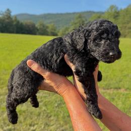 Hazel - Black female Goldendoodle puppy in Jasper, Georgia from Harrington Doodles & Poodles