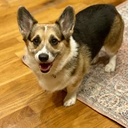 Pembroke Welsh Corgi puppies from Laur's Classic Corgis