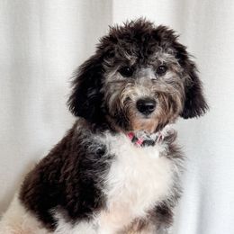 Tulip - Black and white female Aussiedoodle puppy in Shiocton, Wisconsin from White Star Acres