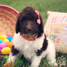 Poodle Puppies from The Parti Collection