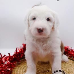 Anthony Bridgerton - Brown and white male Sheepadoodle puppy in Edmond, Oklahoma from Rock N Roll Doodles