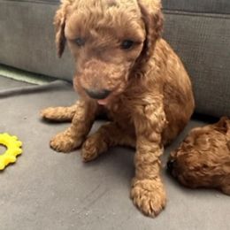 Goldendoodle Puppies from Betsy-Doodles