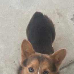 American Corgis and Pembroke Welsh Corgis from R&B Corgis
